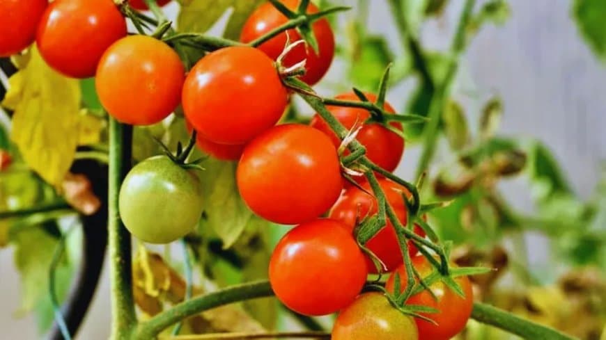  टमाटर उत्पादन में मध्यप्रदेश नंबर-1... किसानों की बढ़ी आत्मनिर्भरता