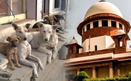 आवारा कुत्ता केस... सुप्रीम कोर्ट में हाजिर हुए सभी राज्यों के मुख्य सचिव