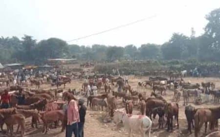 गधों का मेला; तेजस्वी, ओवैसी, पुष्पा नाम से लगी बोली: