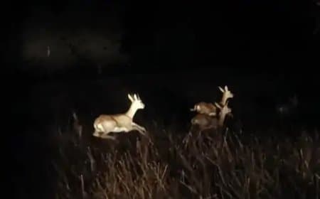 वीरांगना दुर्गावती टाइगर रिजर्व में 188 काले हिरण छोड़े गए