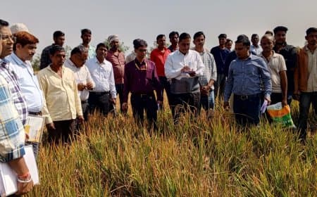 धान की फसल पूरी तरह नष्ट,किसानों की मेहनत पर फिरा पानी