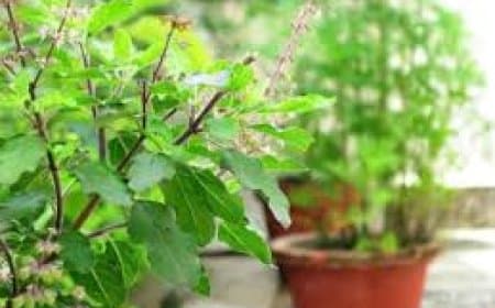 घर में तुलसी (Tulsi) लगाने के 7 बड़े लाभ: वास्तु टिप्स, पूजा विधि और वैज्ञानिक फायदे