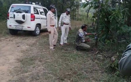 सतपुड़ा टाइगर रिजर्व में 15 नवंबर से बाघों की गिनती