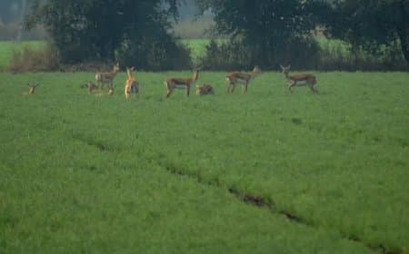 आहत अन्नदाता को राहत... जानवरों से बर्बाद फसल का भी अब मिलेगा मुआवजा
