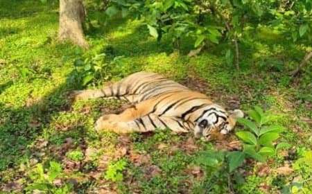 मध्यप्रदेश... बांधवगढ़ टाइगर रिजर्व में दो साल के युवा बाघ की मौत