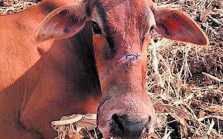 सोंठिया आमबाड़ा में तेंदुए का हमला