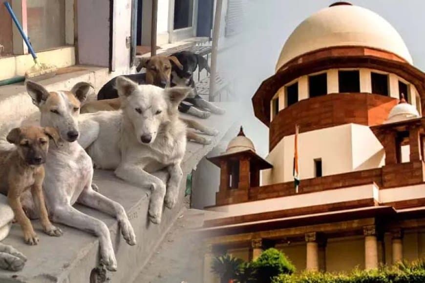 आवारा कुत्ता केस... सुप्रीम कोर्ट में हाजिर हुए सभी राज्यों के मुख्य सचिव