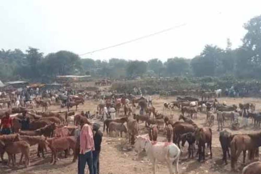 गधों का मेला; तेजस्वी, ओवैसी, पुष्पा नाम से लगी बोली: