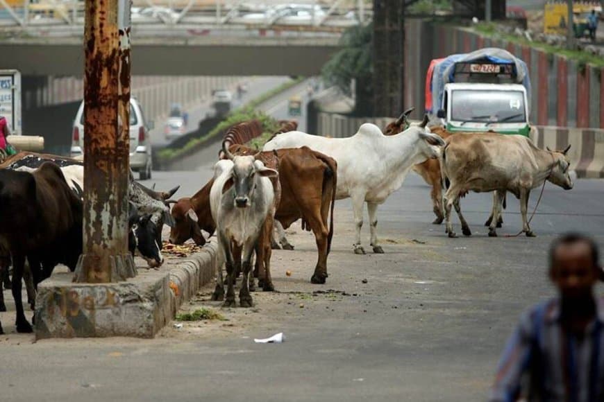 सुप्रीम आदेश- सड़क और हाइवे से तत्काल हटाओ आवारा पशु