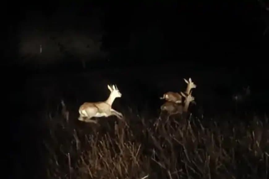 वीरांगना दुर्गावती टाइगर रिजर्व में 188 काले हिरण छोड़े गए