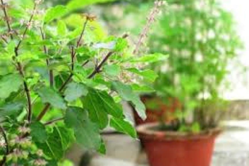 घर में तुलसी (Tulsi) लगाने के 7 बड़े लाभ: वास्तु टिप्स, पूजा विधि और वैज्ञानिक फायदे