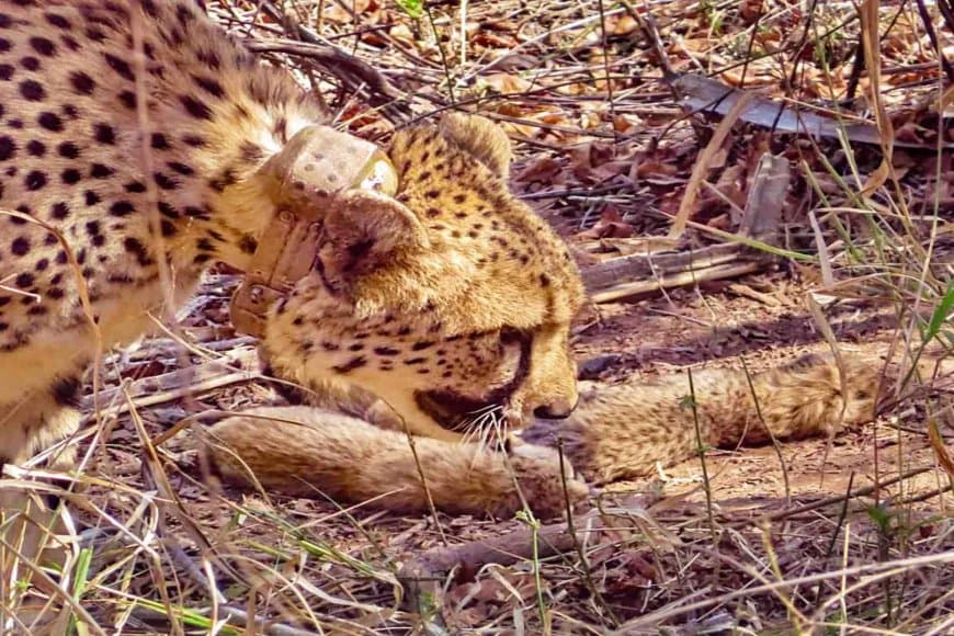 कूनों में बढ़ा चीतों का कुनबा... मुखी ने पांच शावकों को दिया जन्म