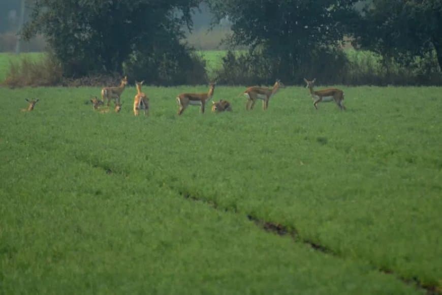 आहत अन्नदाता को राहत... जानवरों से बर्बाद फसल का भी अब मिलेगा मुआवजा