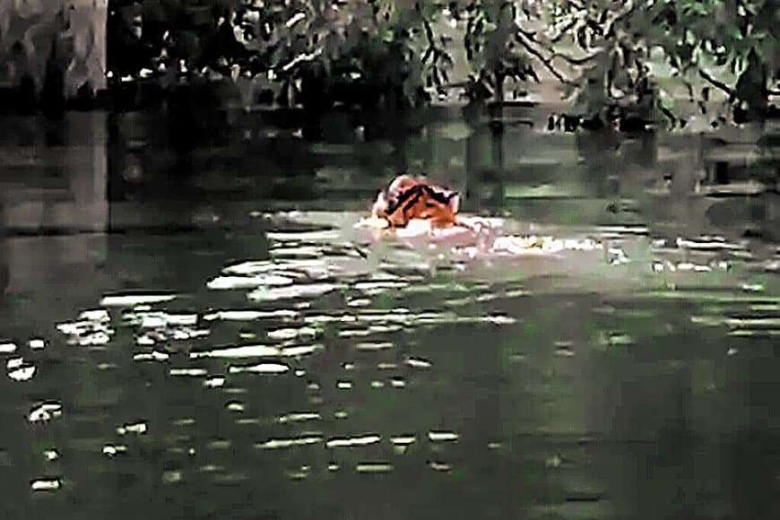 देनवा नदी तैरकर एसटीआर कोर क्षेत्र मढ़ई पहुंची बाघिन