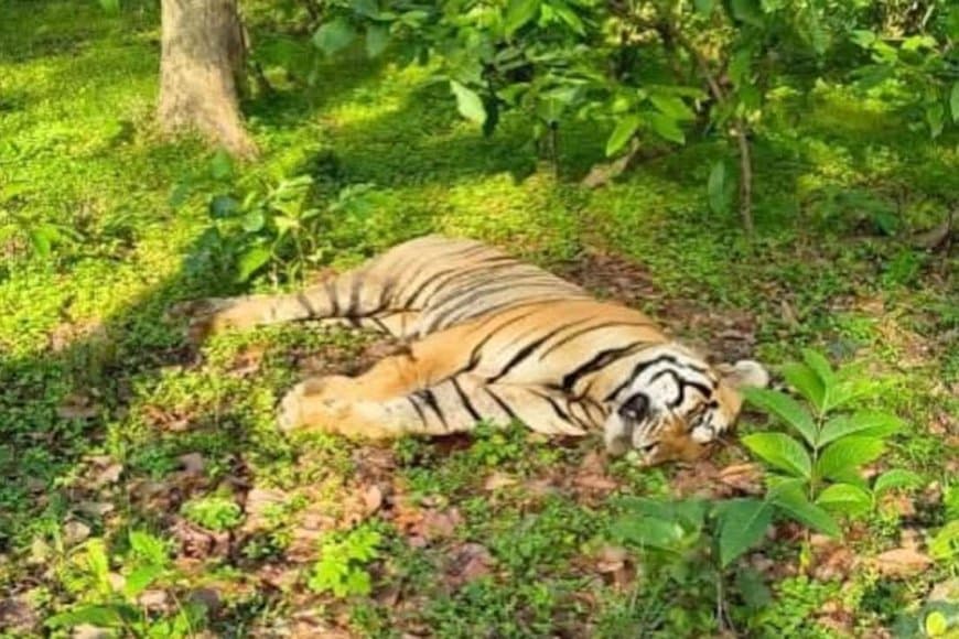 मध्यप्रदेश... बांधवगढ़ टाइगर रिजर्व में दो साल के युवा बाघ की मौत