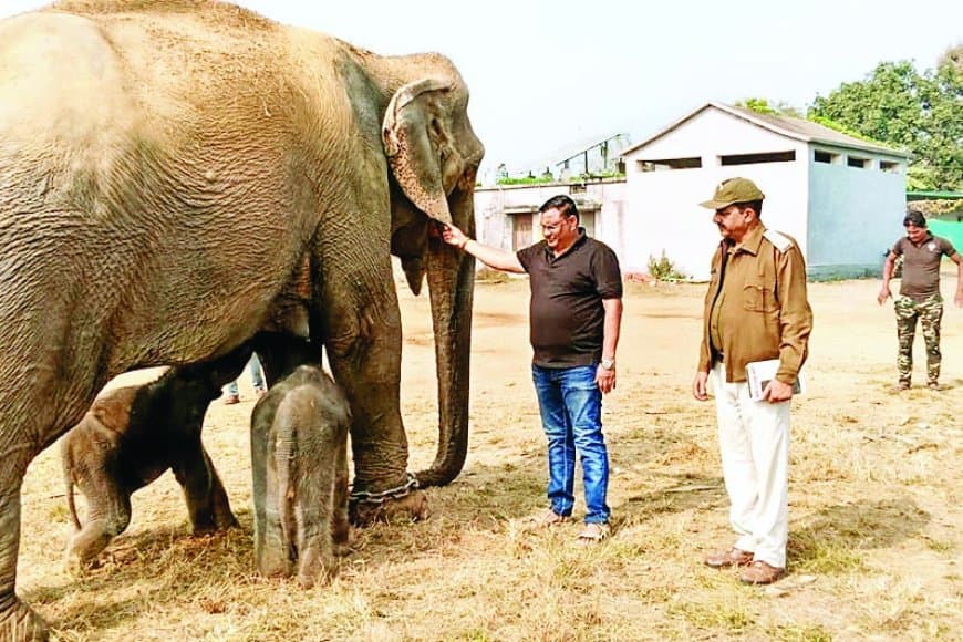 57 वर्षीय हथिनी अनारकली ने एक ही दिन में दिए दो मादा शावक: पन्ना टाइगर रिजर्व में जन्मा दुर्लभ चमत्कार, वन्यजीव संरक्षण को मिली नई ऊर्जा