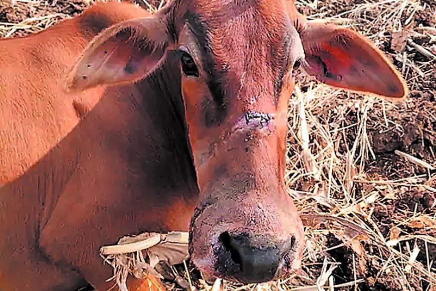 सोंठिया आमबाड़ा में तेंदुए का हमला