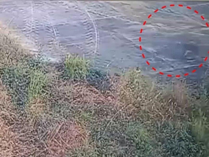 जबलपुर: डुमना एयरपोर्ट में 'तेंदुए' की अफवाह, CCTV में वन बिलाव की पुष्टि; तलाश जारी