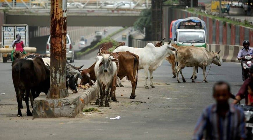 सुप्रीम आदेश- सड़क और हाइवे से तत्काल हटाओ आवारा पशु