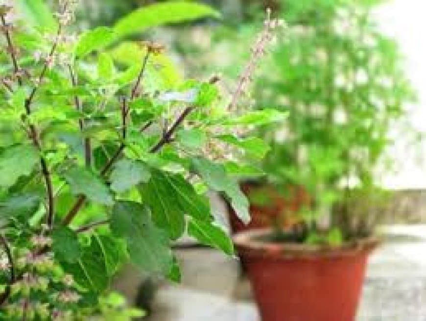 घर में तुलसी (Tulsi) लगाने के 7 बड़े लाभ: वास्तु टिप्स, पूजा विधि और वैज्ञानिक फायदे