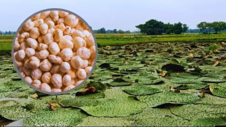 मध्यप्रदेश... नर्मदापुरम, बालाघाट, छिंदवाड़ा और सिवनी में होगी मखाना की खेती 