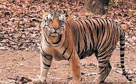 रातापानी टाइगर रिजर्व में बाघों की गणना