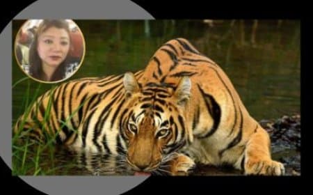 STSF मध्यप्रदेश और WCCB को सफलता: अंतर्राष्ट्रीय बाघ तस्कर लाचुंगपा सिक्किम से गिरफ्तार