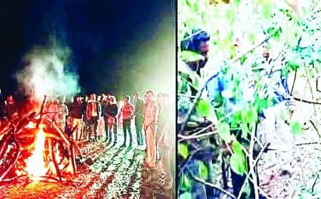 संजय टाइगर रिजर्व में दर्दनाक घटना: बाघिन टी-60 के दो शावकों की मौत, टेरिटरी विवाद में नए नर बाघ के हमले की आशंका