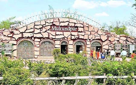 कर्नाटक से रीवा आएगा दुनिया का सबसे खतरनाक सांप, किंग कोबरा बनेगा मुकुंदपुर चिड़ियाघर की नई पहचान