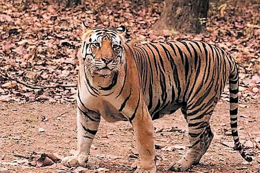 रातापानी टाइगर रिजर्व में बाघों की गणना