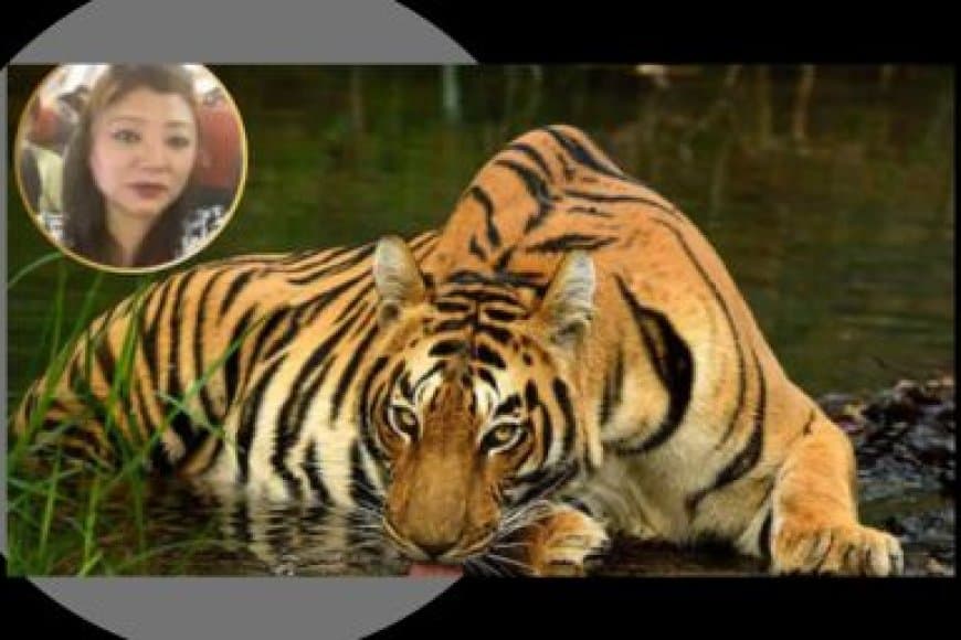 STSF मध्यप्रदेश और WCCB को सफलता: अंतर्राष्ट्रीय बाघ तस्कर लाचुंगपा सिक्किम से गिरफ्तार