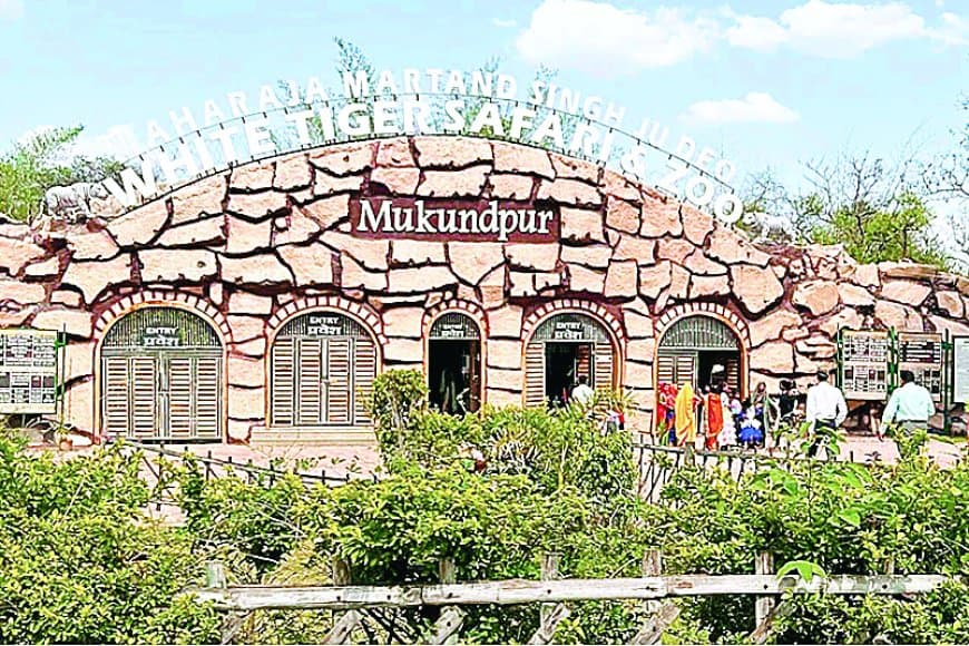 कर्नाटक से रीवा आएगा दुनिया का सबसे खतरनाक सांप, किंग कोबरा बनेगा मुकुंदपुर चिड़ियाघर की नई पहचान