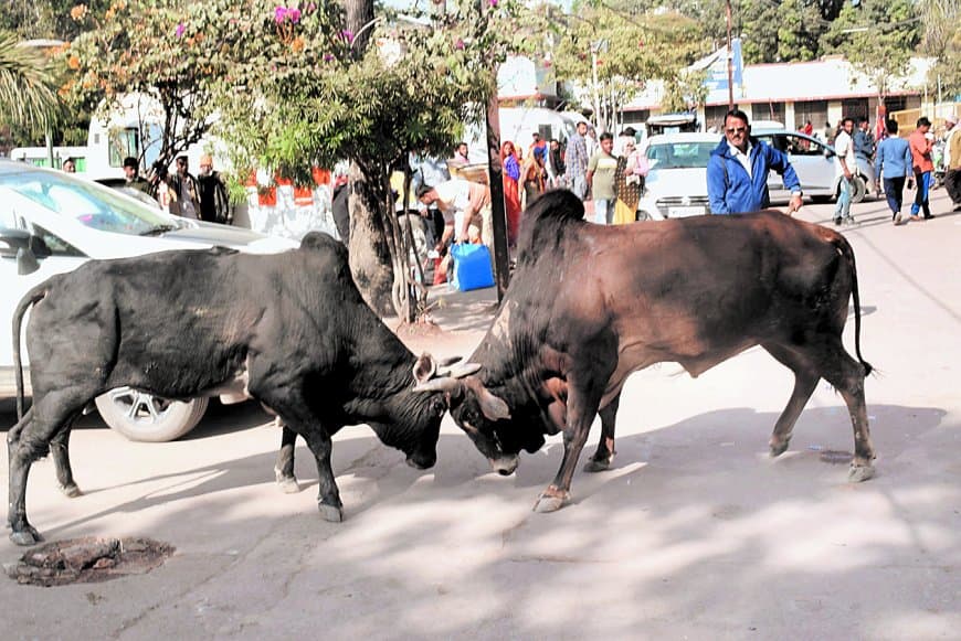जिला अस्पताल में सुरक्षा व्यवस्था ठप: आवारा सांडों का घंटों ‘दंगल’, नवजात लिए महिलाएं बाल-बाल बचीं, पार्किंग अव्यवस्था पर फिर उठे सवाल