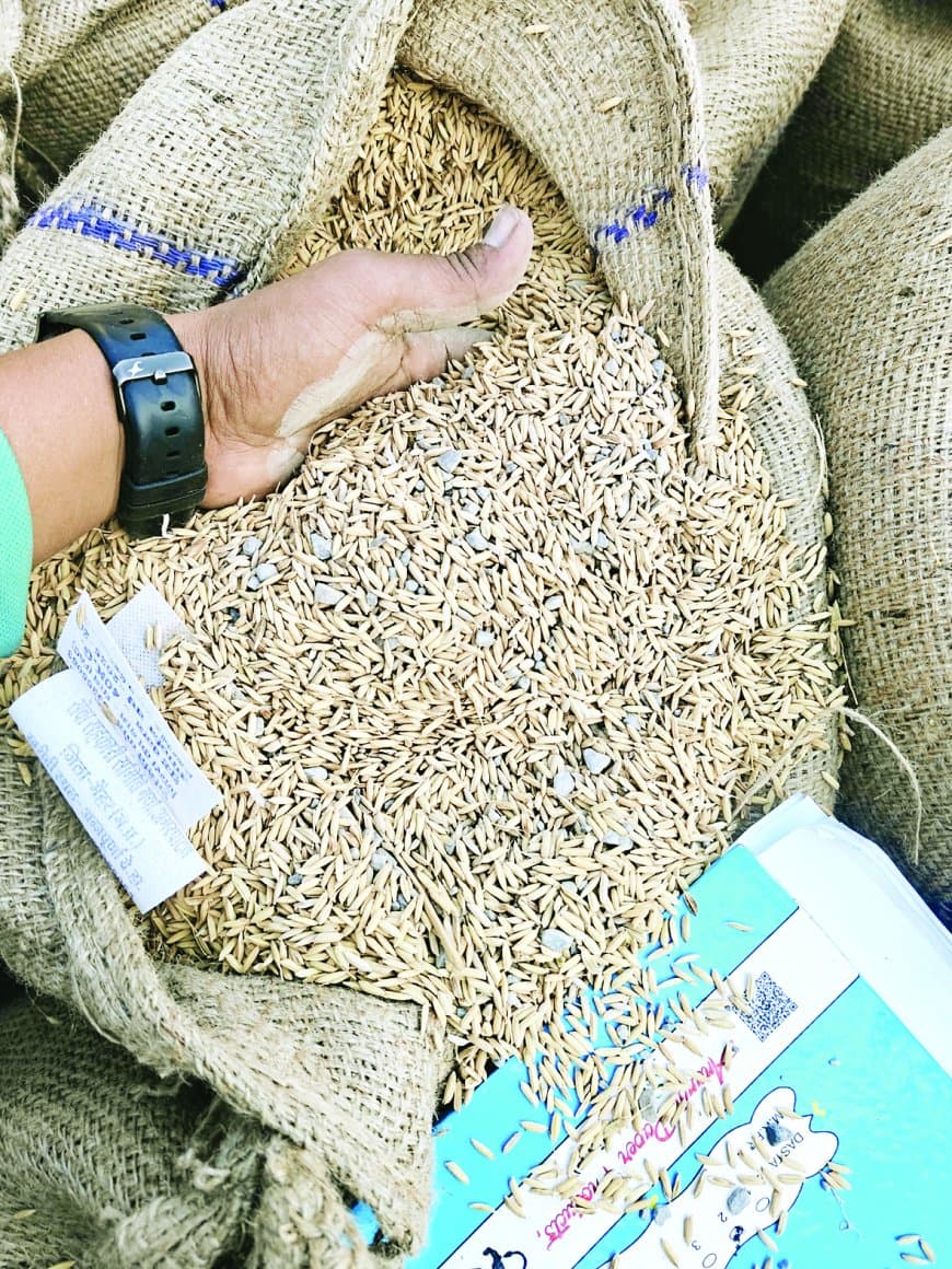 समर्थन मूल्य पर खरीदी जा रही धान में बड़ी गड़बड़ी: सतना-मैहर के उपार्जन केंद्रों पर बोरियों से निकले कंकड़-पत्थर, निरीक्षण में खुली पोल