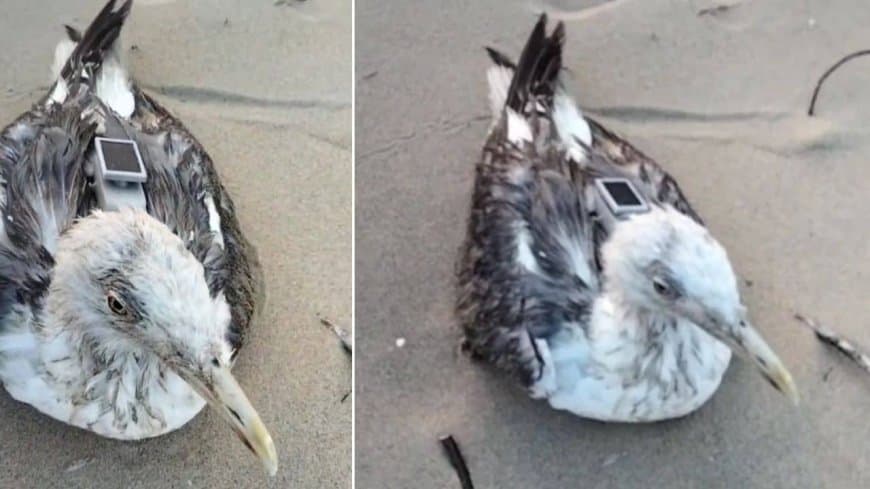 कर्नाटक... नौसेना को मिला चाइनीज जीपीएस से लैस समुद्री पक्षी