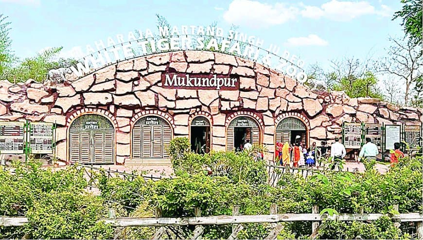 कर्नाटक से रीवा आएगा दुनिया का सबसे खतरनाक सांप, किंग कोबरा बनेगा मुकुंदपुर चिड़ियाघर की नई पहचान