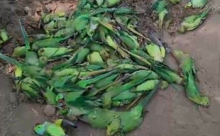 मध्यप्रदेश... खरगोन में नर्मदा नदी के किनारे 150 तोतों की ‘खामोश’ मौत
