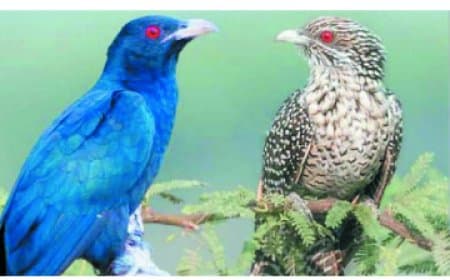 चित्रकूट जंगलों में टिस टिस आवाज वाली कोयल, फीमेल बर्ड का रहस्य उजागर हुआ