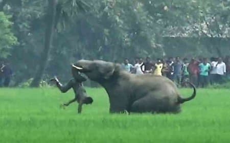 झारखंड... हाथी का आतंक... सिंहभूम में सात लोगों को मार डाला