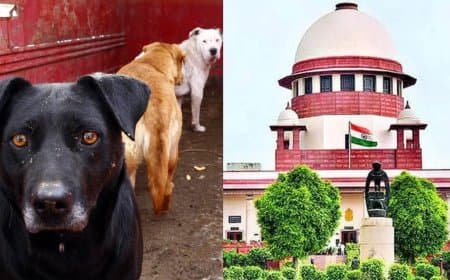सुप्रीम टिप्पणी... आवारा कुत्तों का दिमाग नहीं पढ़ सकते कि कब काटेगा