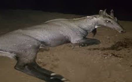 गुना में अजीबोगरीब हादसा: चलती कार में शीशा तोड़कर घुसी नीलगाय, मां की गोद में बैठी 4 साल की बच्ची की दर्दनाक मौत