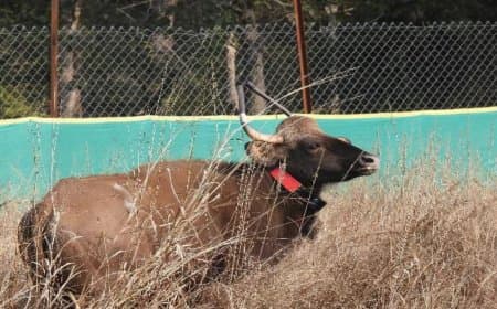 बांधवगढ़ टाइगर रिजर्व... एक नर और पांच मादा गौर को सुरक्षित छोड़ा 
