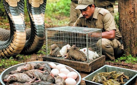 कब आएंगे किंग कोबरा कपल पर अभी से भोजन के इंतजाम