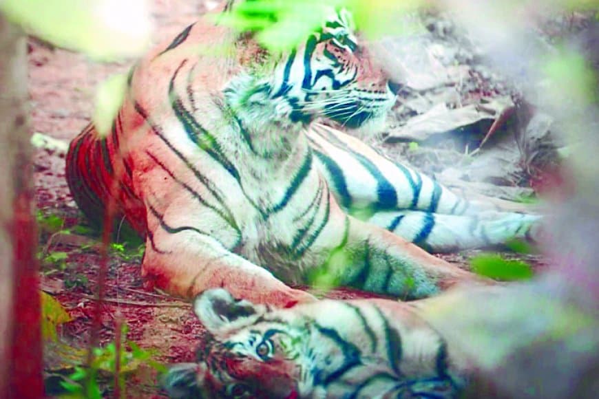 शावकों की सुरक्षा में जंगल छोड़ रिसोर्ट पहुंची बाघिन, मदरहुड की दिखी मिसाल