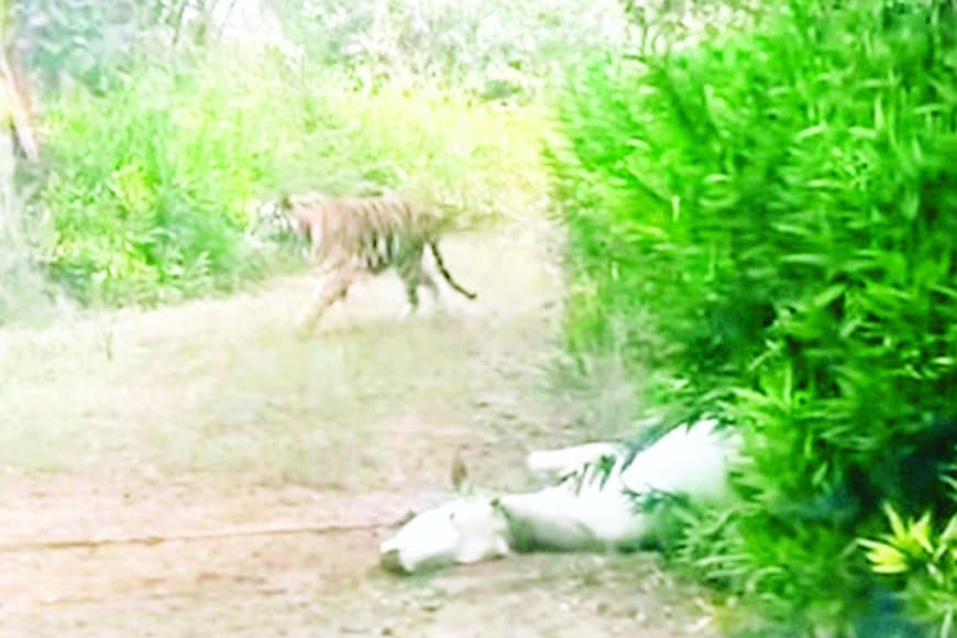 बघेला रिसॉर्ट के आसपास शावकों सहित बाघिन का 5 दिन से डेरा