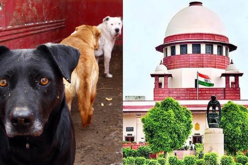 सुप्रीम टिप्पणी... आवारा कुत्तों का दिमाग नहीं पढ़ सकते कि कब काटेगा