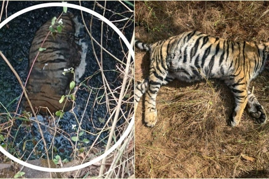 सावधान! नहीं थमी बाघों की मौत तो लोग कहेंगे- मध्यप्रदेश में एक था टाइगर