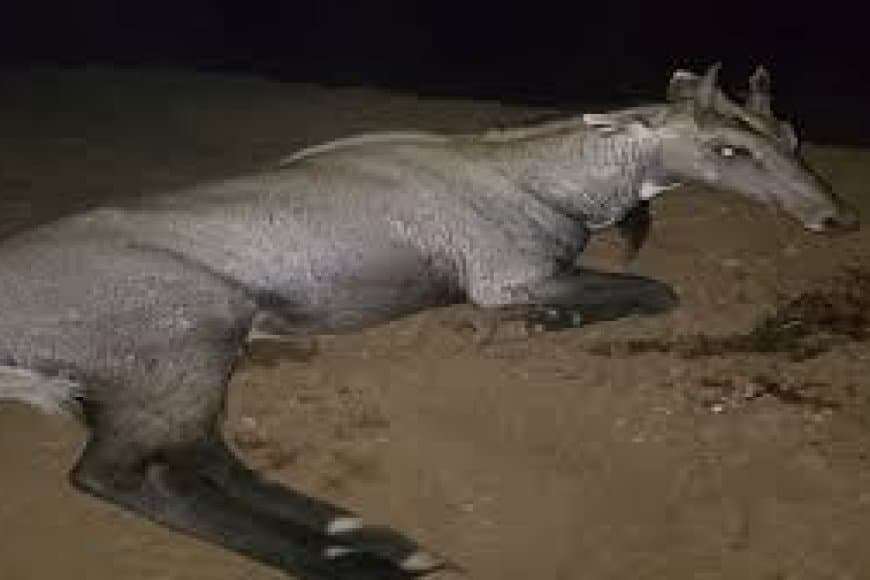 गुना में अजीबोगरीब हादसा: चलती कार में शीशा तोड़कर घुसी नीलगाय, मां की गोद में बैठी 4 साल की बच्ची की दर्दनाक मौत