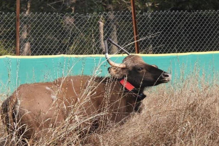 बांधवगढ़ टाइगर रिजर्व... एक नर और पांच मादा गौर को सुरक्षित छोड़ा 