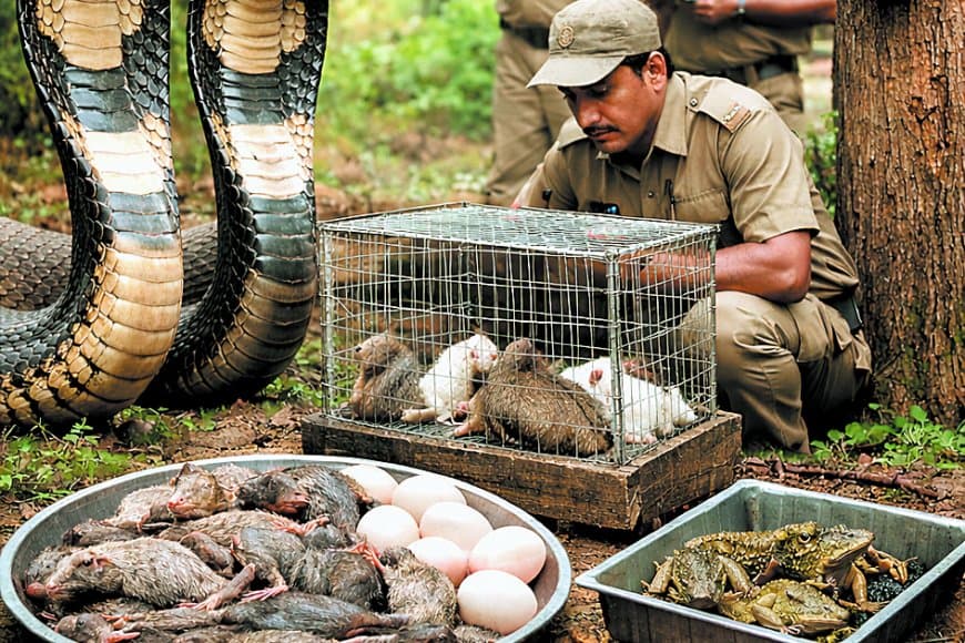 कब आएंगे किंग कोबरा कपल पर अभी से भोजन के इंतजाम